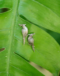 Silver earrings in the design of bulbul with a red stone engraved.